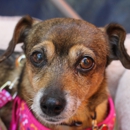 Pinole Pet Hospital - Veterinary Clinics & Hospitals