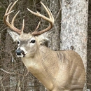 Arrowed 1 Taxidermy - Taxidermists