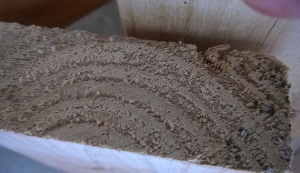 Termitedoc Pest Control - Cardiff, NSW. Bed Bug Eggs On Bed Slat