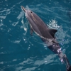 Dolphin Excursions Snorkel Adventure gallery