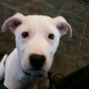 Porters Neck Veterinary Hospital gallery