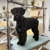 Well Groomed Pets - Layton gallery