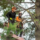 Monster Tree Service of North County - Arborists