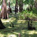 Hontoon Island State Park - State Parks