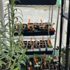 PJ's Plant Shop gallery