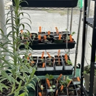 PJ's Plant Shop