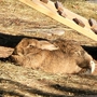 Lake Superior Zoo