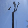 Better Tree Solutions gallery