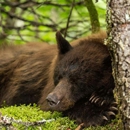 Alaska Taxi & Tours - Public Transportation