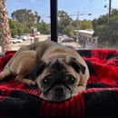 Sam's Green Paw - Pet Boarding & Kennels