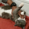 Koneko Cat Cafe gallery