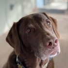 The Pet Clinic of Bradenton