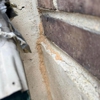 Pro Defense Pest Control gallery