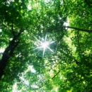Tree Masters Tree Service - Arborists