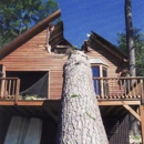 Adirondack Tree Surgeons Inc - Stump Removal & Grinding