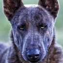 Moss K9 - Dutch Shepherd's & Belgian Malinois - Pet Breeders
