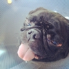 Las Vegas Veterinary Specialty Center gallery