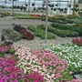 Dabney Nursery