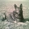Act Right Dog, Dog Training gallery