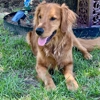 Professional Paws gallery