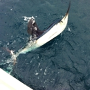 Sweet Relief Fishing Charters - Fishing Charters & Parties