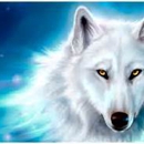 white wolf remodeling - Building Contractors