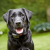 Fido's Fences gallery