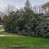 Steel Roots Tree Services gallery
