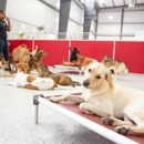 The Dog Stop - Savannah, GA - Pet Training