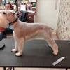 The Pampered Pooch gallery