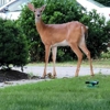 A1 Critter Sitters and Training, Inc gallery
