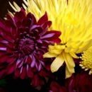 Healing Touch Chiropractic - Acupuncture