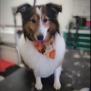 Dog Performers - Pet Grooming
