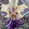 Bloomer-Rang Iris Farm gallery