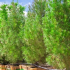 Moon Valley Nurseries