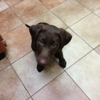 Banfield Pet Hospital gallery