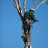 Discount Tree Service gallery