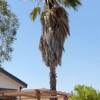 Cabo & Bros Tree Service gallery