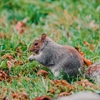 Mighty Men Wildlife Trapping gallery