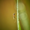 Kim Pest Control gallery
