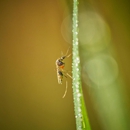 All Dade Exterminators Inc - Pest Control Equipment & Supplies