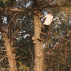 Nate Foster Tree Care
