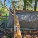 HallMade Tree Service - Tree Service
