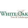 White Oak Tree and Landscape - North Haven, CT