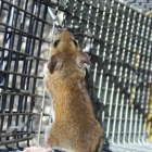 Advanced Wildlife and Pest Control