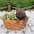 Hill Top Farm Puppies