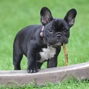 K9 Poo Removal - Waste Recycling & Disposal Service & Equipment