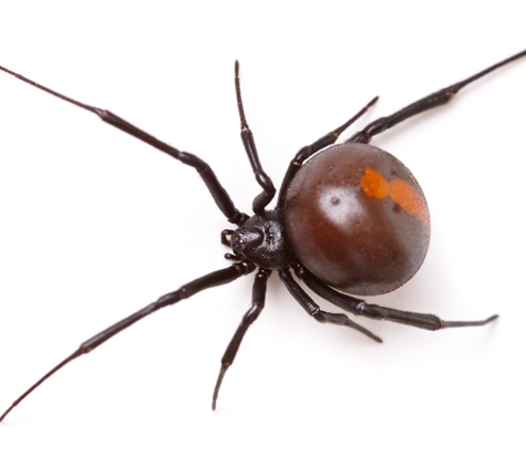 Affordable Pest Control - Nowra, NSW