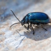 Blease Exterminating gallery