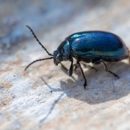 Matrix Pest & Termite Company - Pest Control Equipment & Supplies